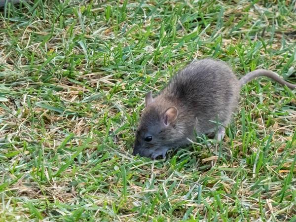 Tailored Rodent Control Solutions for Sydney