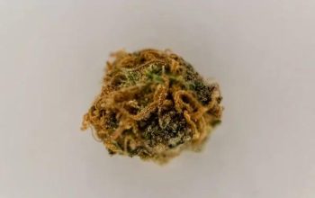 Godfather OG for Sale Where to Find Quality Options